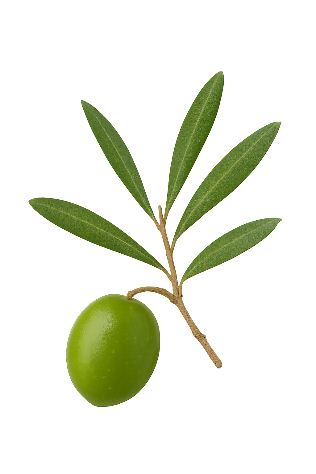 Nahaufnahme einer frischen grünen Olive, die an einem kleinen Strauch hängt.