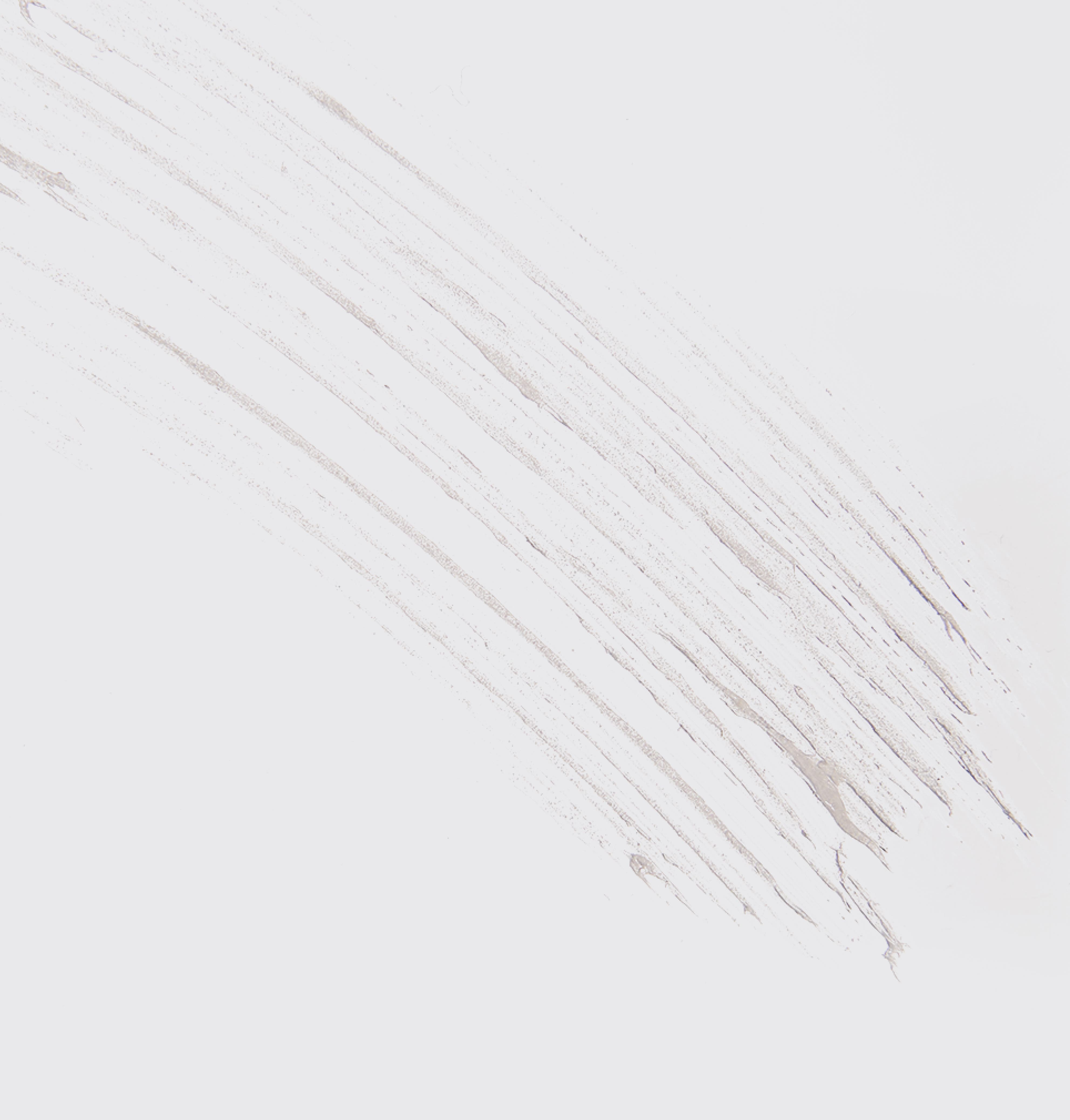 Growth Brow Gel | Styling and fixing