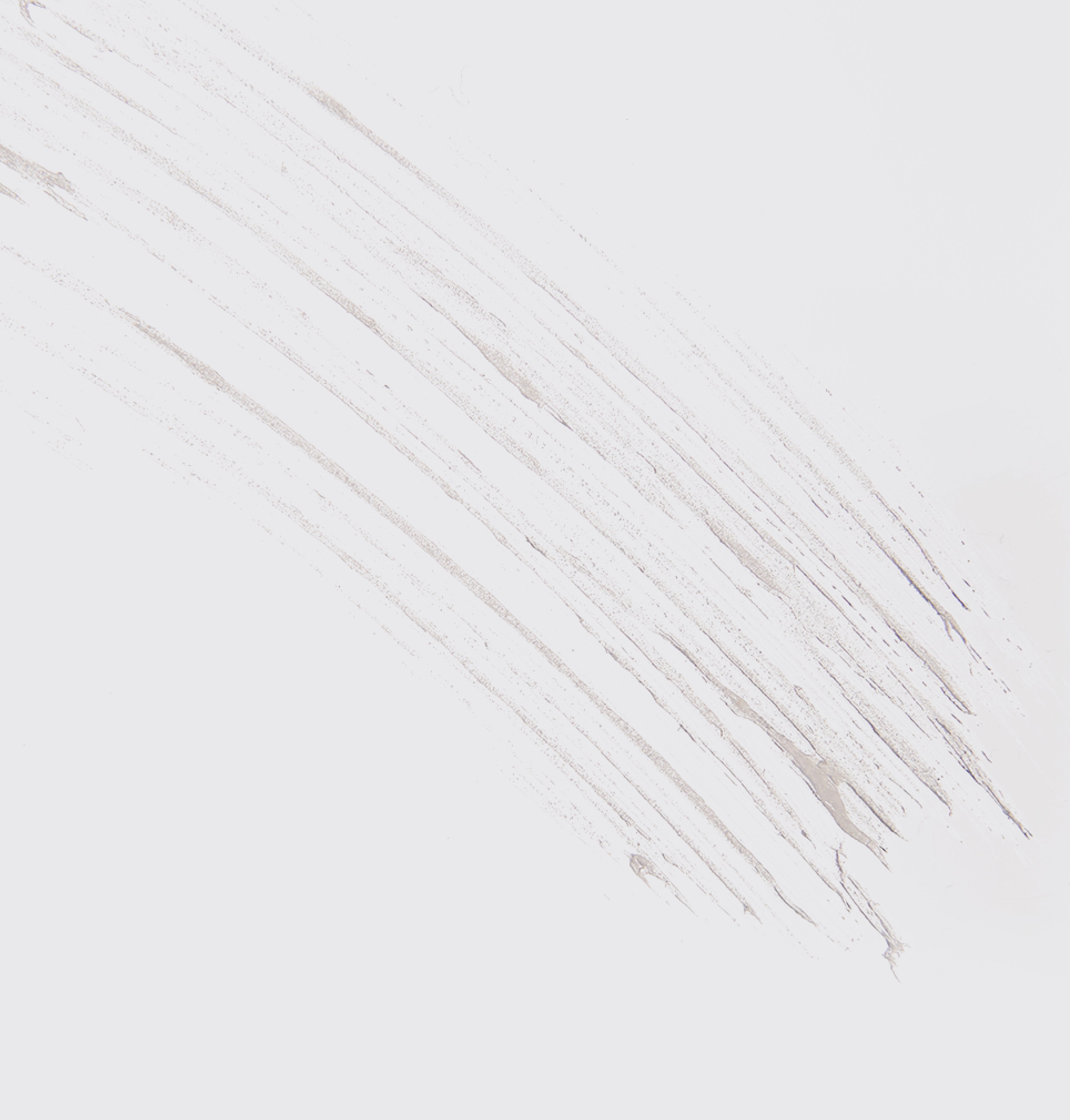 Growth Brow Gel | Styling and fixing