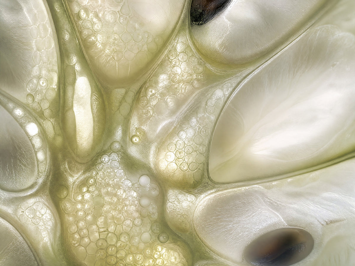 Cherimoya Fruit Extract