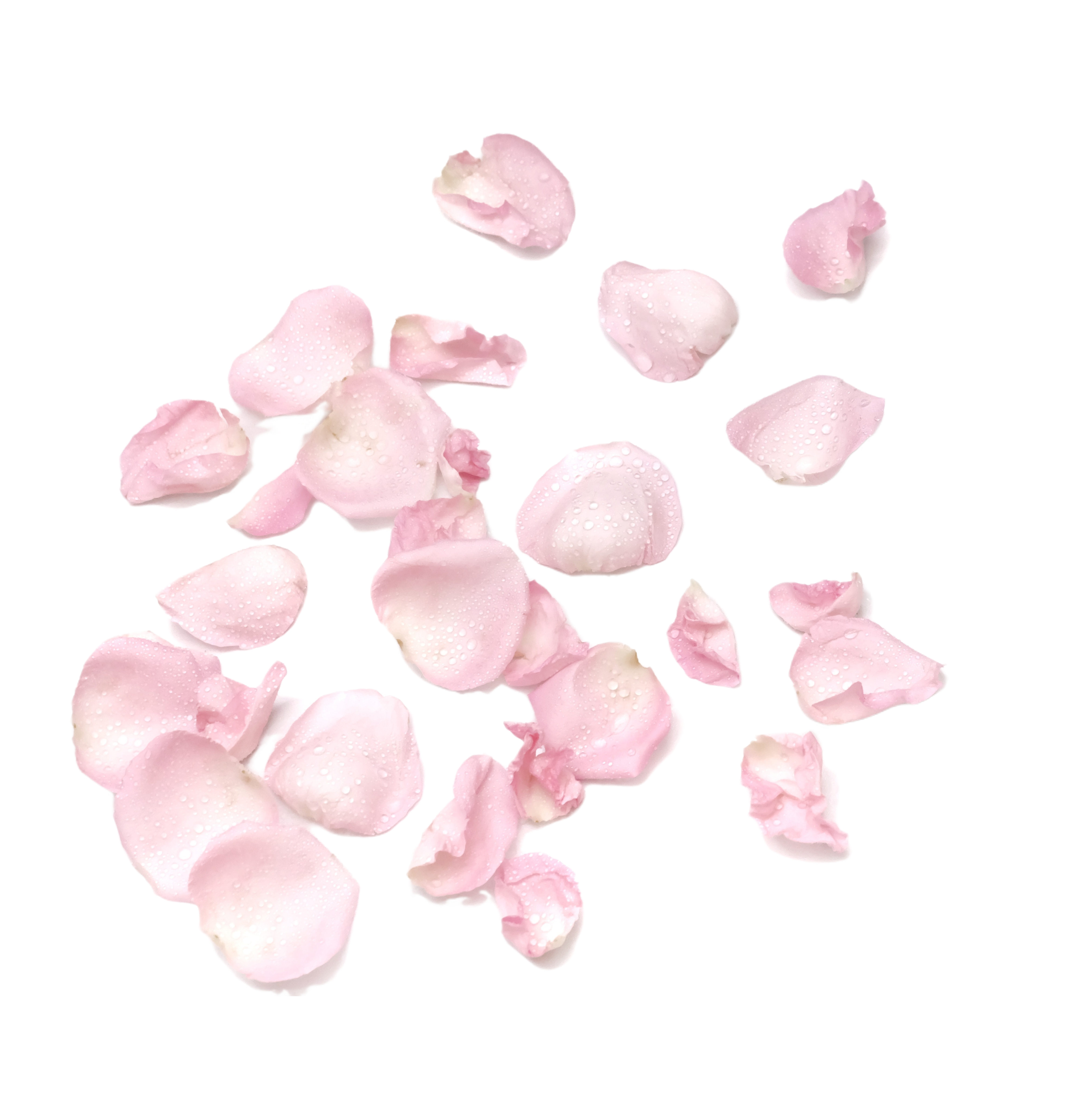 Rosa Blütenblätter mit glitzernden Wassertropfen, die sanft herabfallen.